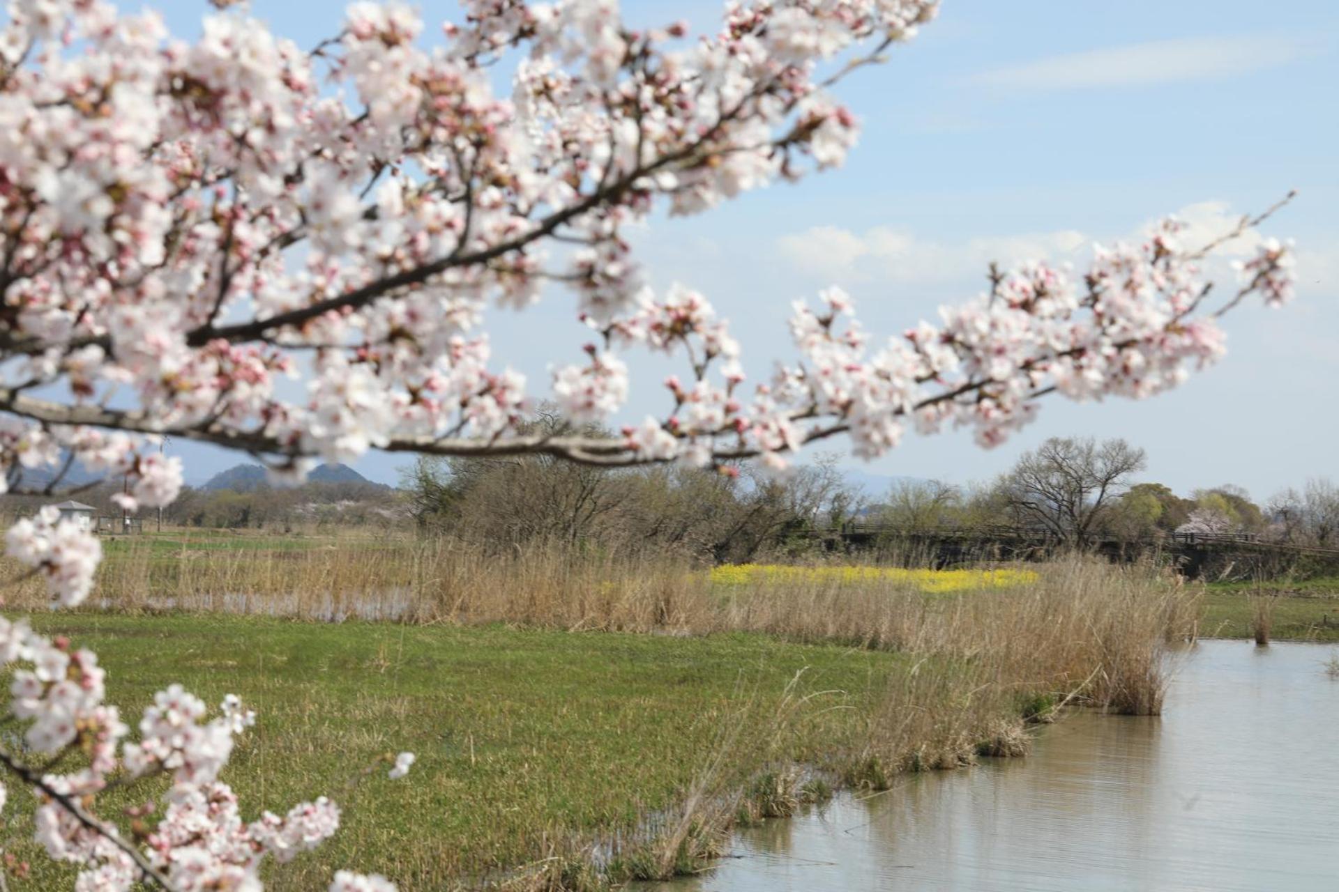 ゲストハウス桜 Guest House Sakura 便利な立地 貸し切り Омихатиман Экстерьер фото