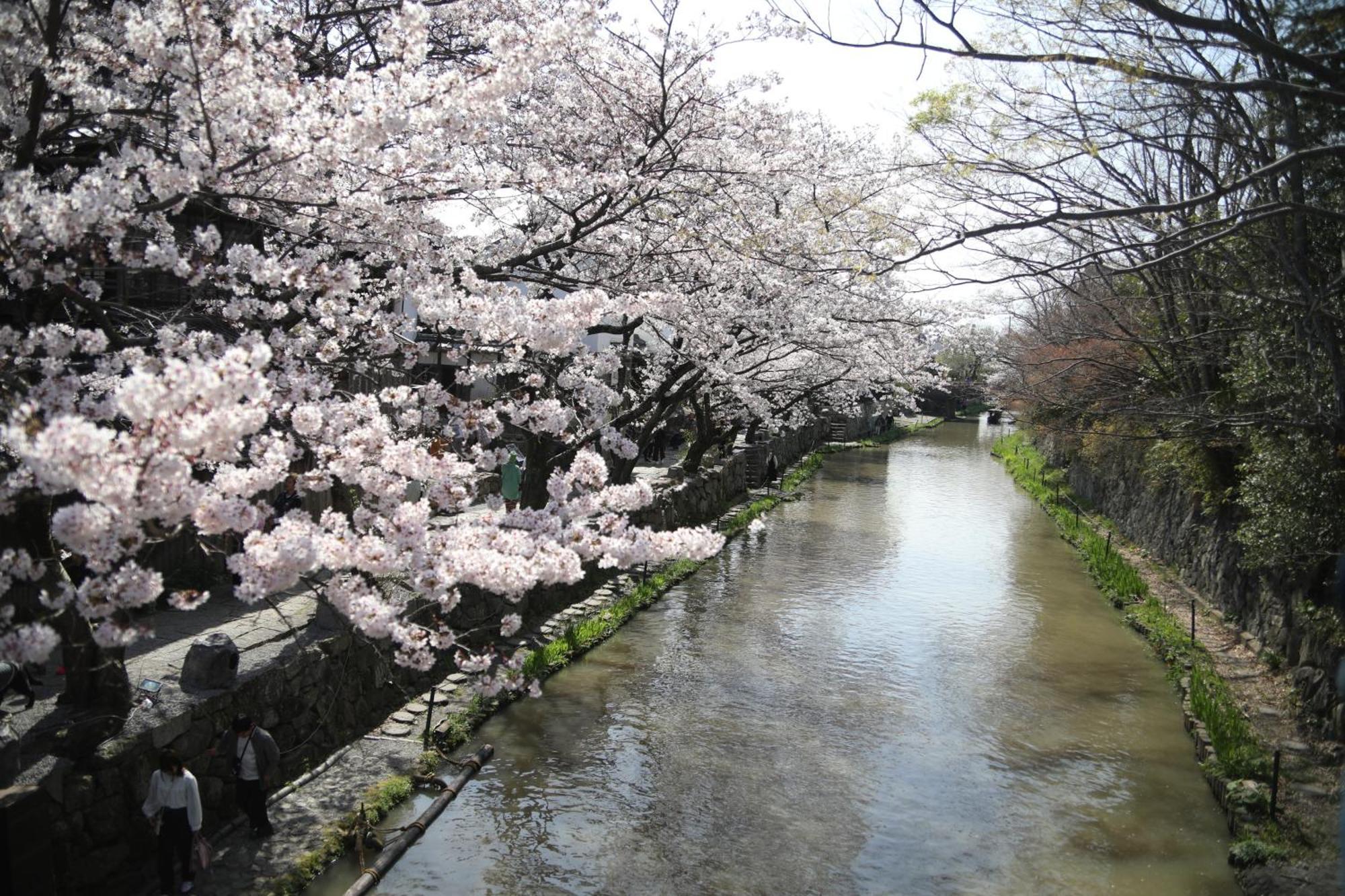 ゲストハウス桜 Guest House Sakura 便利な立地 貸し切り Омихатиман Экстерьер фото